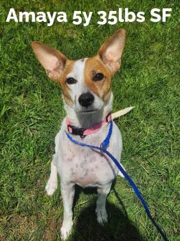 Australian Cattle Dog Blue Heeler Dogs Available for Adoption in The Woodlands, Texas - Amaya | PetCurious