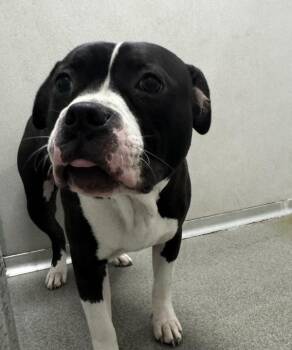 Amos -  Terrier Dog for Adoption in Des Moines, Iowa - Amos | PetCurious
