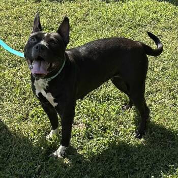 Rescue American Bully Dogs for Adoption in Waterloo, Iowa - Dutchess | PetCurious