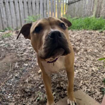Boxer and Mixed Breed Dogs Available for Adoption in Austin, Texas - Eros | PetCurious