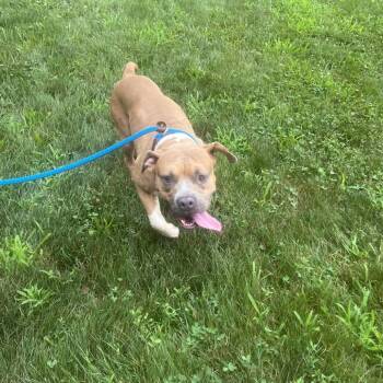 Pit Bull Terrier and Mixed Breed Dogs Available for Adoption in York, Pennsylvania - Malcolm | PetCurious