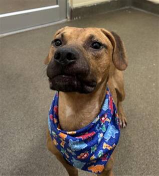 Mixed Breed Dogs Available for Adoption - TROUT | PetCurious