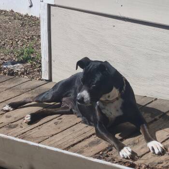 Mixed Breed Dogs Available for Adoption in San Antonio, Texas - Maple | PetCurious