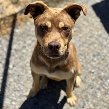 Rocket -  Pit Bull Terrier and Shepherd Dog for Adoption in San Pablo, California - Rocket | PetCurious