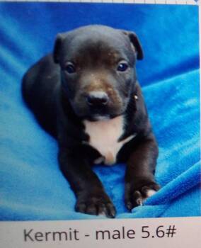 Pit Bull Terrier and Hound Dogs Available for Adoption - Kermit | PetCurious