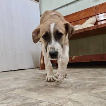 Jelly -  Great Pyrenees and Shepherd Dog for Adoption in Pilot Point, Texas - Jelly | PetCurious