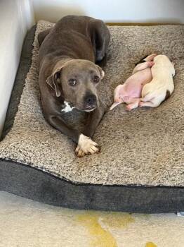 Bluebelle -  Pit Bull Terrier Dog for Adoption in Winchester, Indiana - Bluebelle | PetCurious