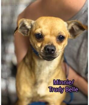 Chihuahua Dogs Available for Adoption in Milton, Georgia - Trudy Belle | PetCurious