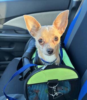 Chihuahua Dogs Available for Adoption - Coco | PetCurious