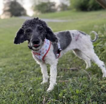 Poodle Dogs Available for Adoption in Sandy Springs, Georgia - Isabelle | PetCurious