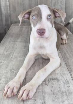 Odie -  Terrier and Mixed Breed Dog for Adoption in Shreveport, Louisiana - Odie | PetCurious