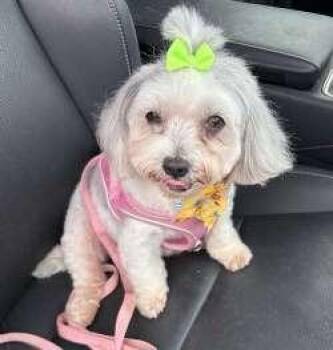 Mitzi -  Maltipoo Dog for Adoption in Sudbury, Massachusetts - Mitzi | PetCurious