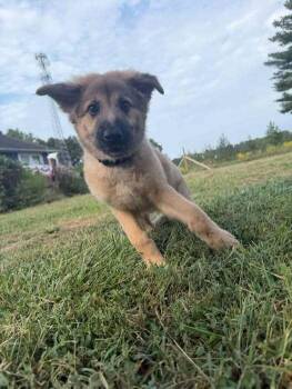 Killifish -  Mixed Breed Dog for Adoption in Milton, Delaware - Killifish | PetCurious