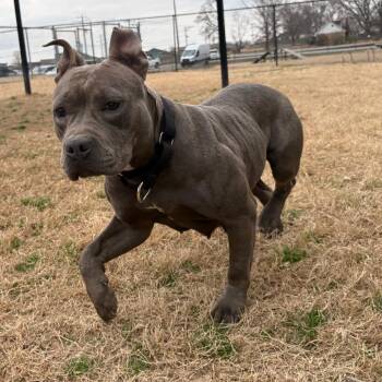 Pit Bull Terrier and English Bulldog Dogs Available for Adoption - (Found) Jazz | PetCurious