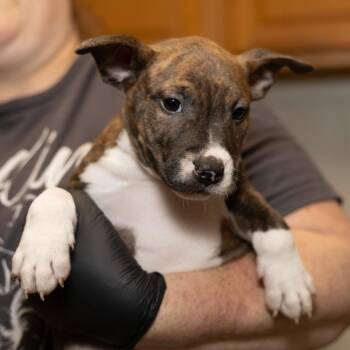 Freya -  Bull Terrier and Mixed Breed Dog for Adoption in Evansville, Indiana - Freya | PetCurious