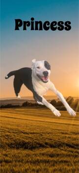 Rescue Pit Bull Terrier Dogs for Adoption in Pantego, Texas - Princess | PetCurious