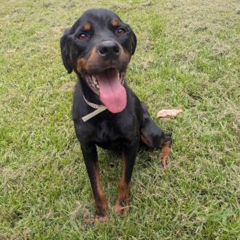 Adeline -  Rottweiler Dog for Adoption in Helena, Alabama - Adeline | PetCurious