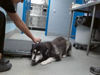 KIRA -  Husky and Mixed Breed Dog for Adoption in Albuquerque, New Mexico - KIRA | PetCurious