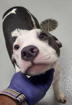 Ic7 -  Pit Bull Terrier Dog for Adoption in Lawrenceville, Georgia - Ic7 | PetCurious