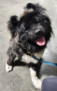 Akita Dogs Available for Adoption in Billings, Montana - Benny | PetCurious
