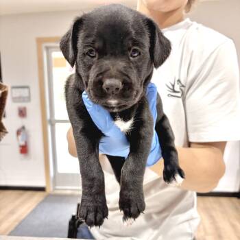 Rescue Black Labrador Retriever Dogs for Adoption in Livingston, Texas - Ursula | PetCurious