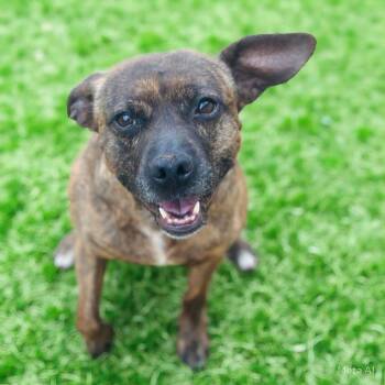 Rescue Mixed Breed Dogs for Adoption in Brownsboro, Alabama - Tawny | PetCurious