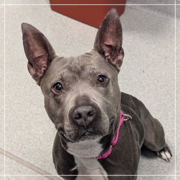 Rescue Pit Bull Terrier Dogs for Adoption in New Castle, Delaware - Dandelion | PetCurious