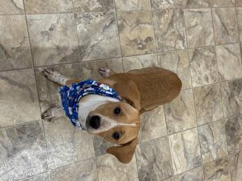 Rescue Chihuahua Dogs for Adoption in Pilot Point, Texas - Mick | PetCurious