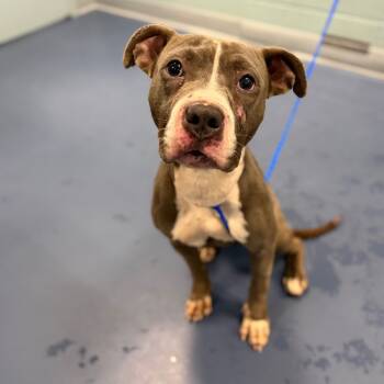 Rescue Pit Bull Terrier Dogs for Adoption in Greensboro, North Carolina - Peppermint | PetCurious