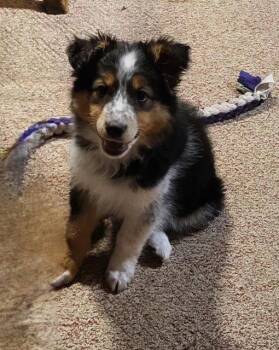 Australian Shepherd Dogs Available for Adoption in North Prairie, Wisconsin - **KAVA** | PetCurious