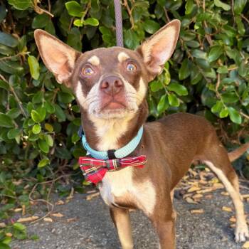 Louie -  Chihuahua and Mixed Breed Dog for Adoption in Goleta, California - Louie | PetCurious