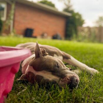 Mixed Breed Dogs Available for Adoption in Springboro, Ohio - Carmen | PetCurious