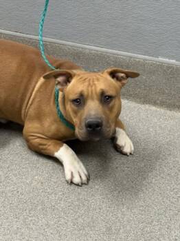 GLOOP -  Pit Bull Terrier Dog Available for Adoption in Las Vegas, Nevada - GLOOP | PetCurious