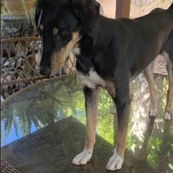 Destiny -  Doberman Pinscher and Black Labrador Retriever Dog for Adoption in Seal Beach, California - Destiny | PetCurious