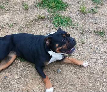 Rhea (Community Post) -  English Bulldog Dog for Adoption in Floyd, Virginia - Rhea (Community Post) | PetCurious
