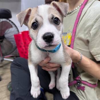 Mr.Big -  Mixed Breed Dog for Adoption in Summerville, South Carolina - Mr.Big | PetCurious