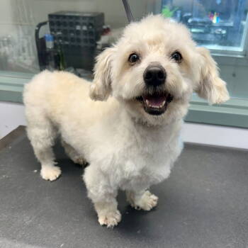 Rescue Havanese and Poodle Dogs for Adoption in Oakland, California - Harvest | PetCurious