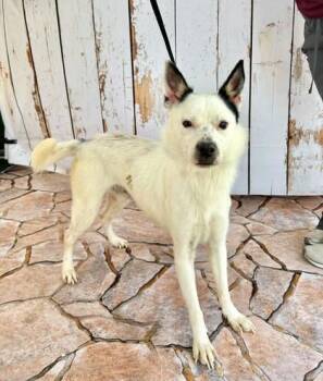Shepherd and Mixed Breed Dogs Available for Adoption - Stan | PetCurious