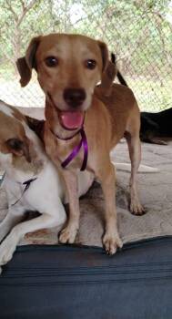 Chulo -  Labrador Retriever and Beagle Dog for Adoption in Ramona, California - Chulo | PetCurious