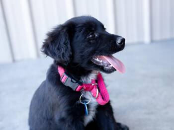 Queen -  Australian Shepherd and Black Labrador Retriever Dog for Adoption in Republic, Washington - Queen | PetCurious