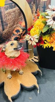 Rescue Chihuahua Dogs for Adoption in Globe, Arizona - KAT | PetCurious