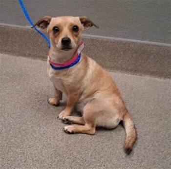 CHAPARRA -  Chihuahua Dog for Adoption in Las Vegas, Nevada - CHAPARRA | PetCurious