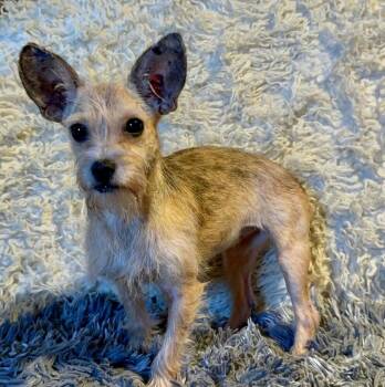 Chihuahua Dogs Available for Adoption - Penny | PetCurious