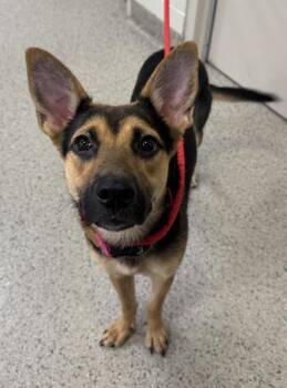 Soy Sauce -  German Shepherd Dog and Mixed Breed Dog for Adoption in Fishers, Indiana - Soy Sauce | PetCurious