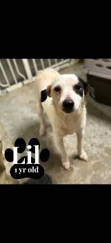 Chihuahua Dogs Available for Adoption in Seaside Heights, New Jersey - Lil & Jill | PetCurious