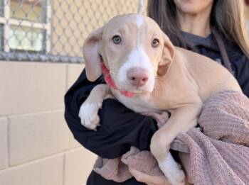 Winifred Sanderson -  Hound Dog for Adoption in Mckinney, Texas - Winifred Sanderson | PetCurious