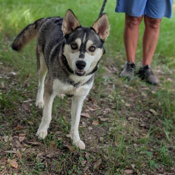 Celeste -  Siberian Husky and Mixed Breed Dog for Adoption in Tylertown, Mississippi - Celeste | PetCurious