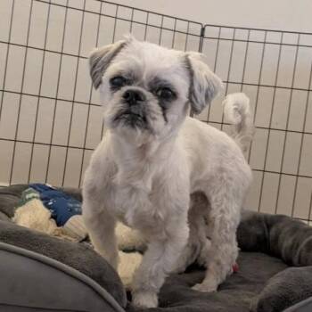 Shih Tzu Dogs Available for Adoption - Max | PetCurious