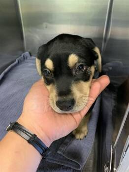 SPORTY SPICE -  American Staffordshire Terrier and Mixed Breed Dog for Adoption in Grand Prairie, Texas - SPORTY SPICE | PetCurious