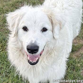 Rescue Great Pyrenees and Poodle Dogs for Adoption in Beacon, New York - Sumisan In OH - Laid-back & Gentle! | PetCurious